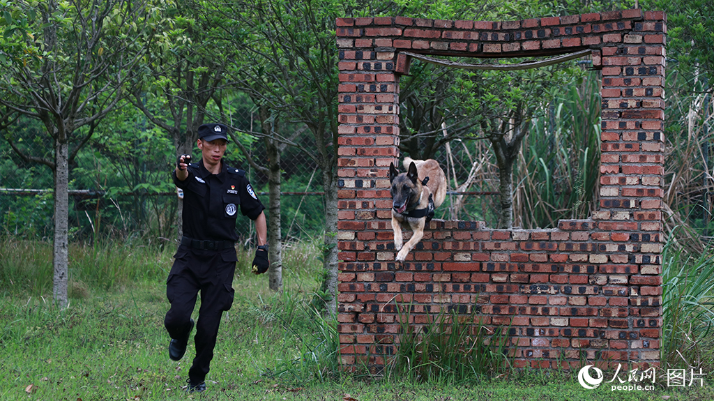 训导员与警犬开展障碍跳跃训练。