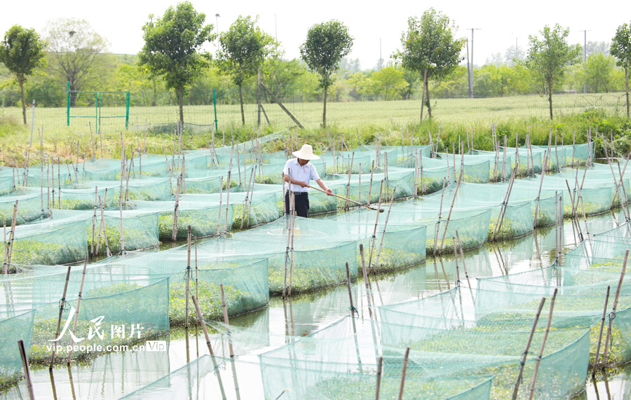 安徽肥西：科技养殖助农增收